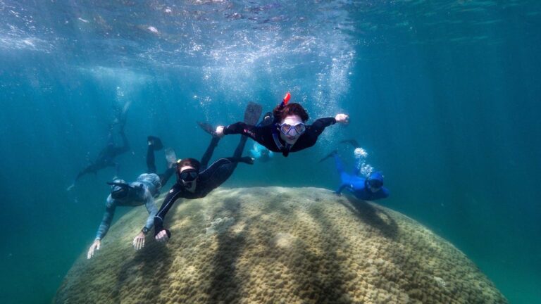 Read more about the article Huge 430 Year Old Coral Is The Biggest Ever Found In Great Barrier Reef