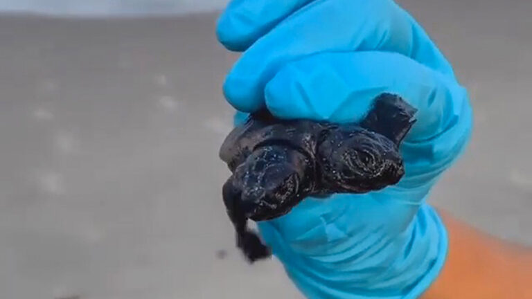 Read more about the article Two Headed Turtle In Perfect Health Found At Bottom Of Nest On US Beach