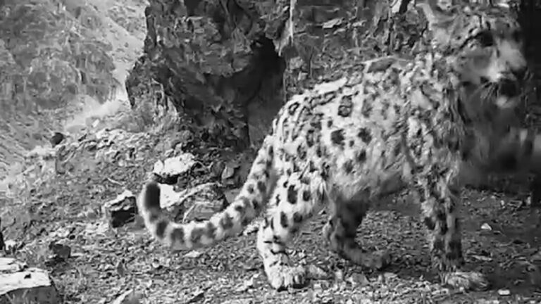 Read more about the article Rare Snow Leopard And 2 Cubs Filmed Frolicking On Icy Mountain By Hidden Cameras