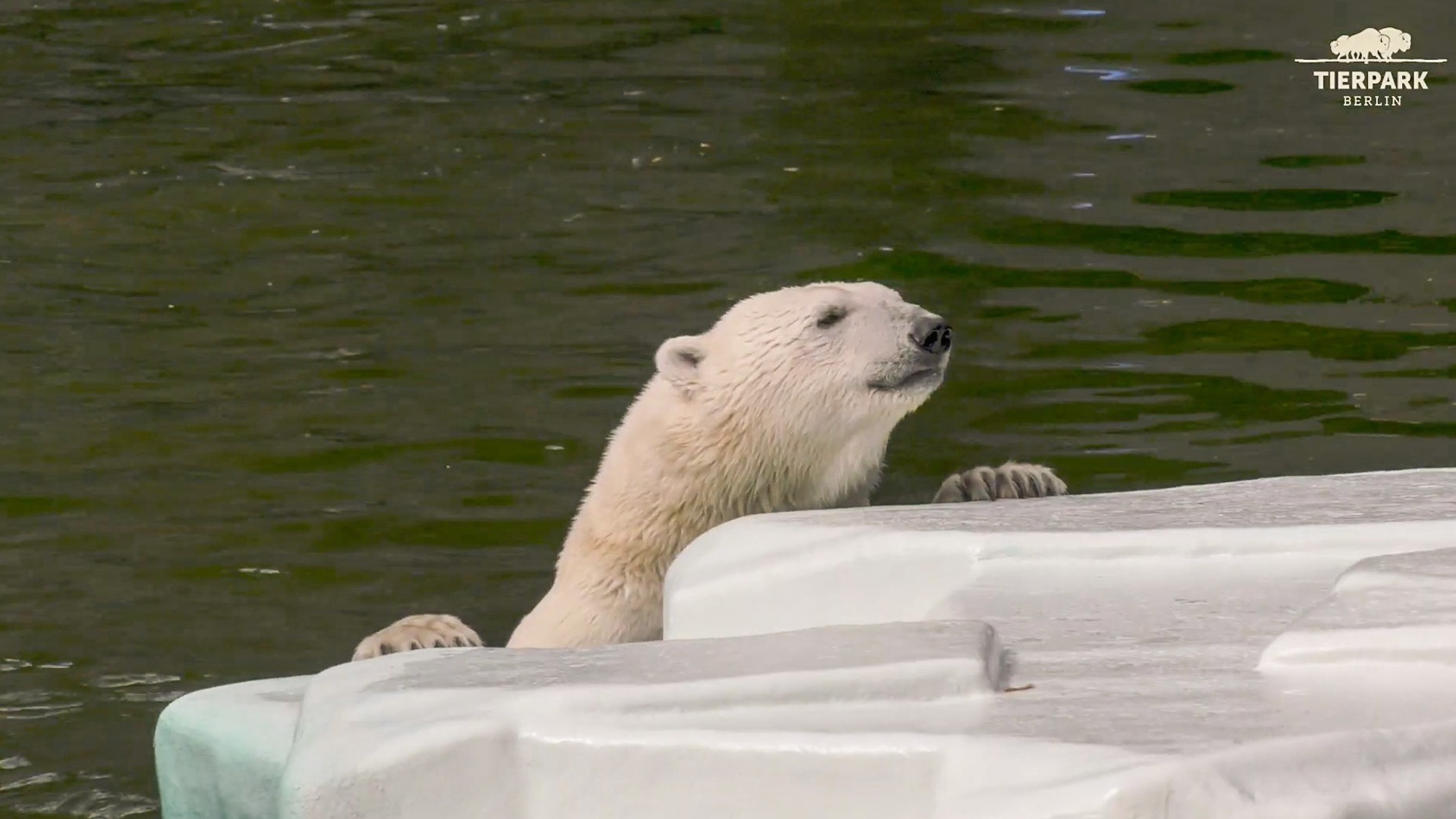 Read more about the article Berlin Zoo Polar Bears Receive Artificial Ice Floe In Their Pond