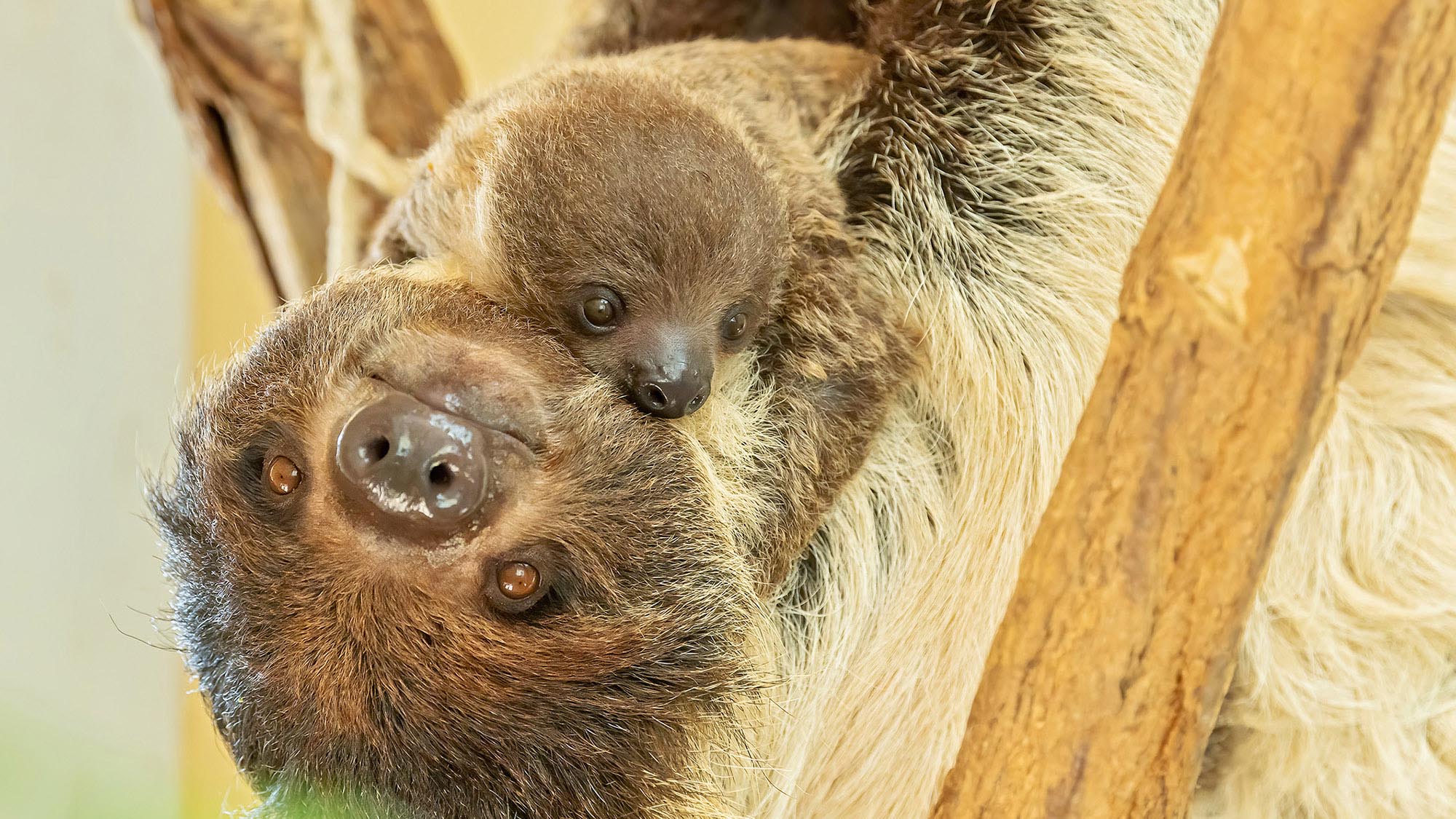 Read more about the article Cute Sloth Baby Wins Hearts Of Vienna Zoo Visitors