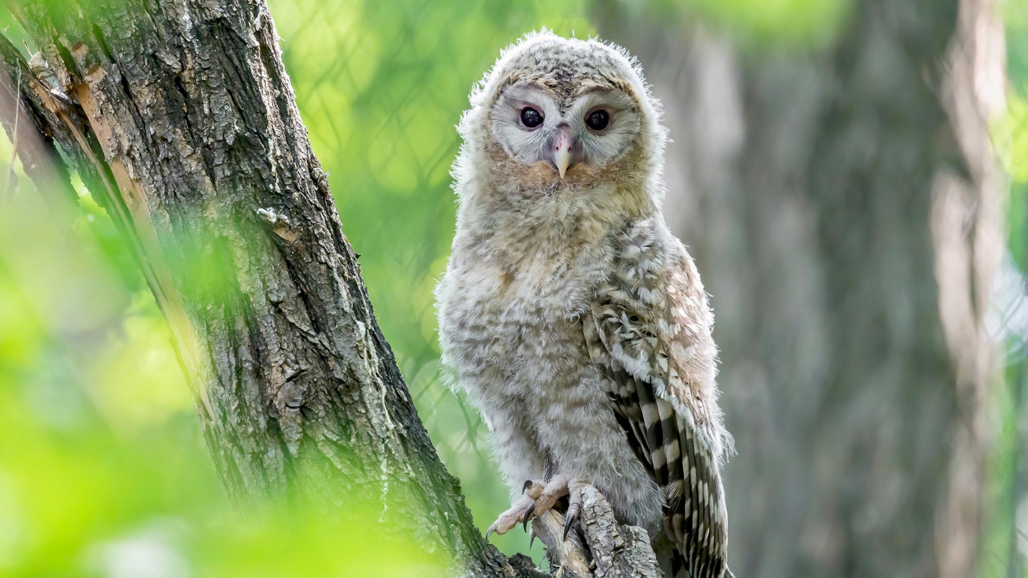 Read more about the article Ural Owl That Hatched In Austrian Zoo To Be Reintroduced In Austrian Alpine Wilderness