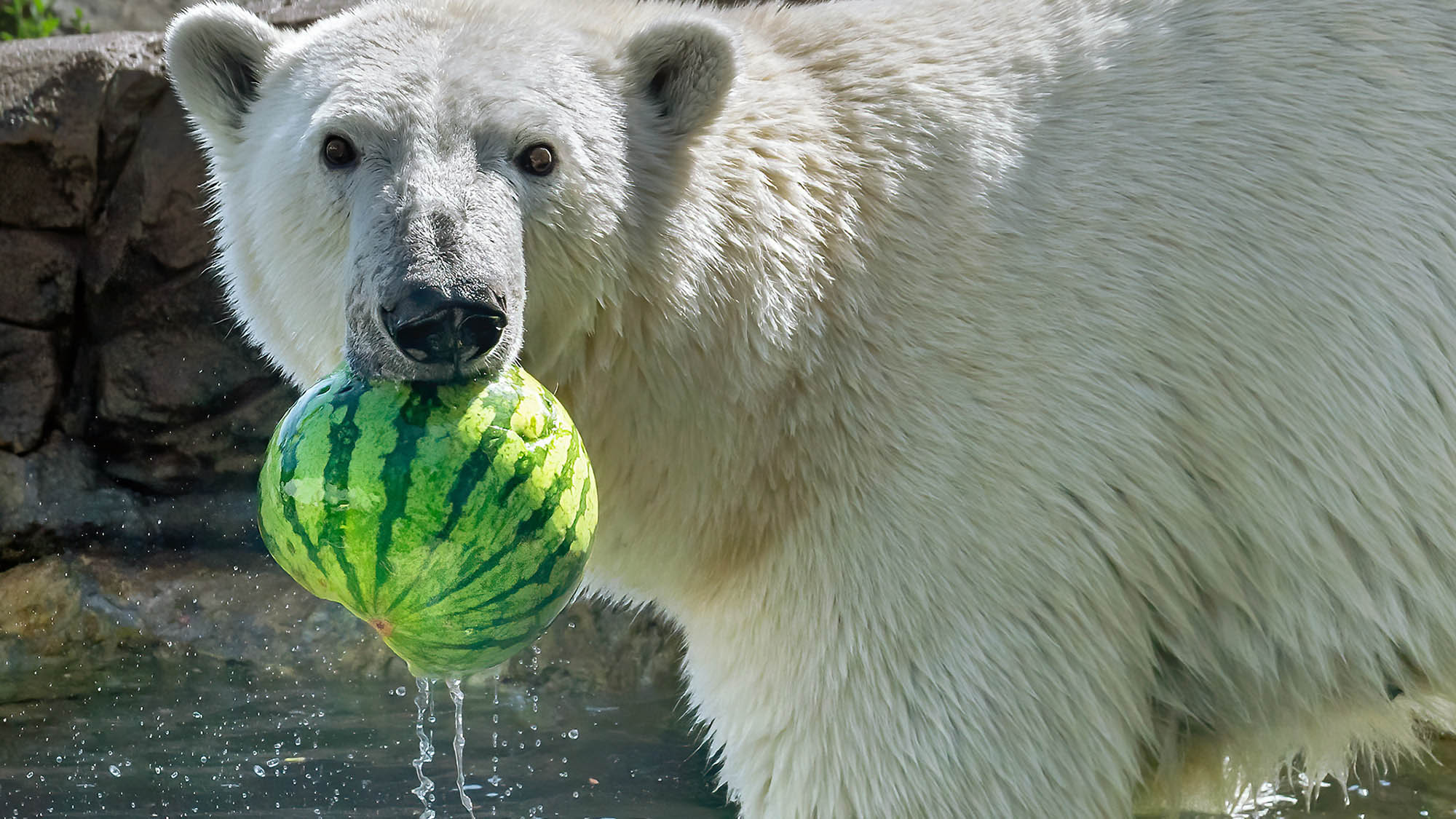 Read more about the article Vienna Zoo Residents Celebrate International World Watermelon Day