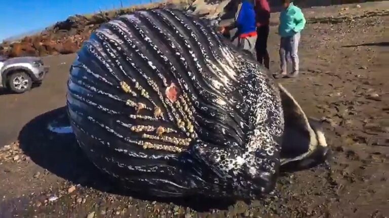 Read more about the article Locals Climb Body Of Rotting Humpback Whale And Pose For Snaps Inside Its Mouth