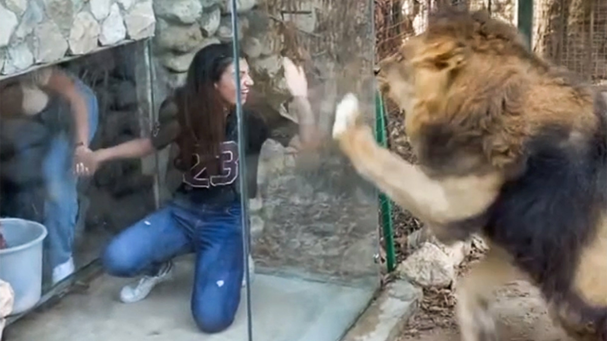 Read more about the article Calls For Ban On Zoo That Promotes Glass Cage For Visitors To Taunt Frustrated Lions