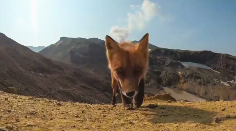 Read more about the article Moment Sneaky Fox Steals Camera From Unsuspecting Tourist Filming Volcanic Eruption