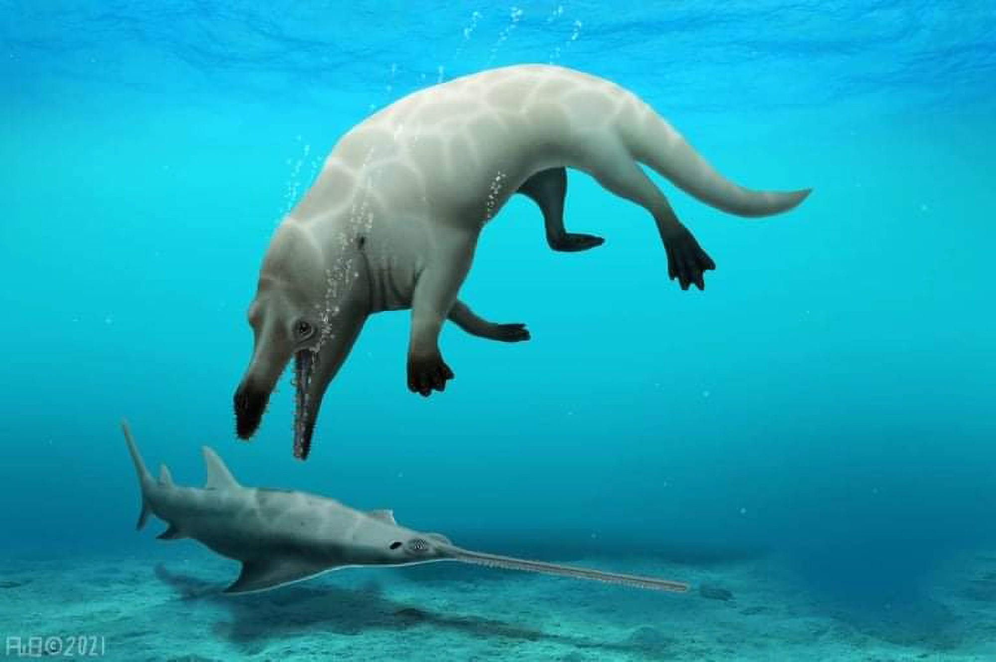 Read more about the article Whale With Legs And A Crocodile Snout Named After Anubis The God Of Death As It Would Have Terrifed On Land And Sea