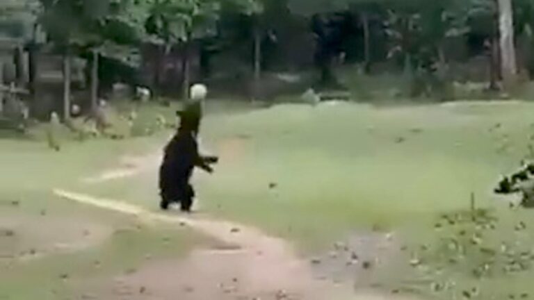 Read more about the article Mama Bear And Cub Play Football In Front Of Amazed Locals