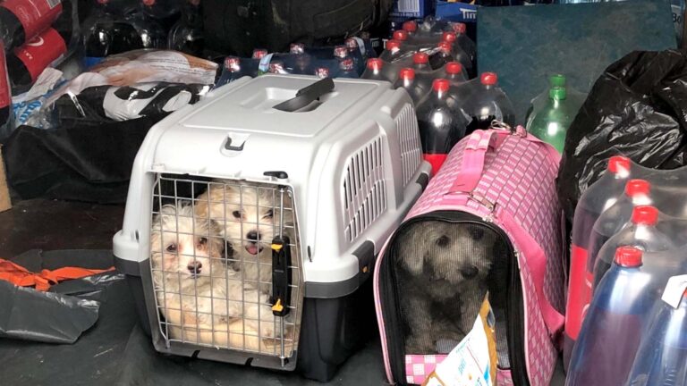 Read more about the article German Cops Rescue 3 Puppies In Cramped Boxes Being Driven From Bulgaria To UK