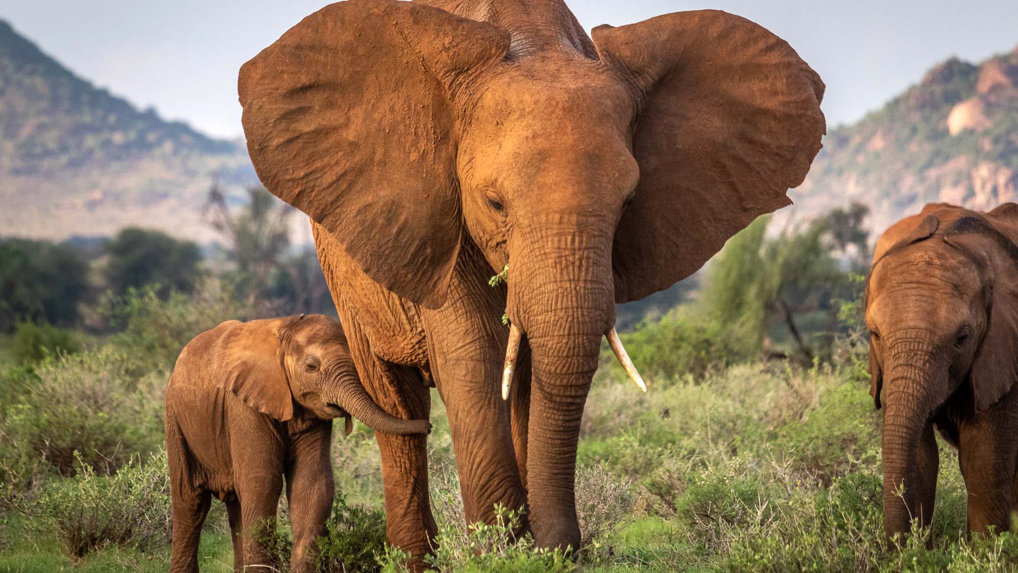Read more about the article Even After Being Adopted By Other Elephants, Calves Orphaned By Poaching Have Lower Chances Of Survival