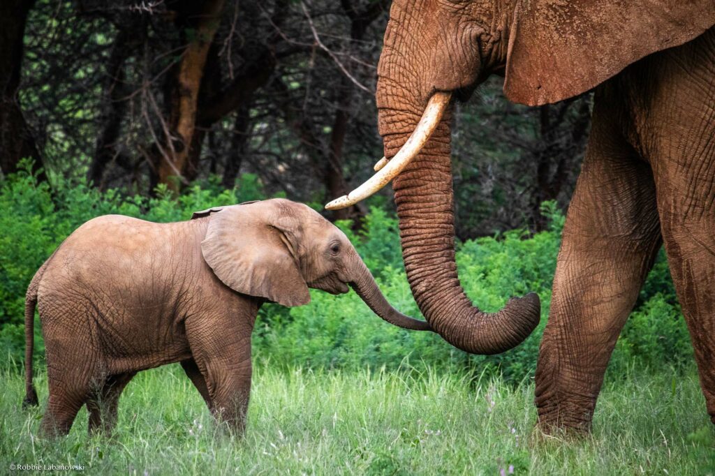 Credit: Robbie Labanowski, Save The Elephants/Newsflash