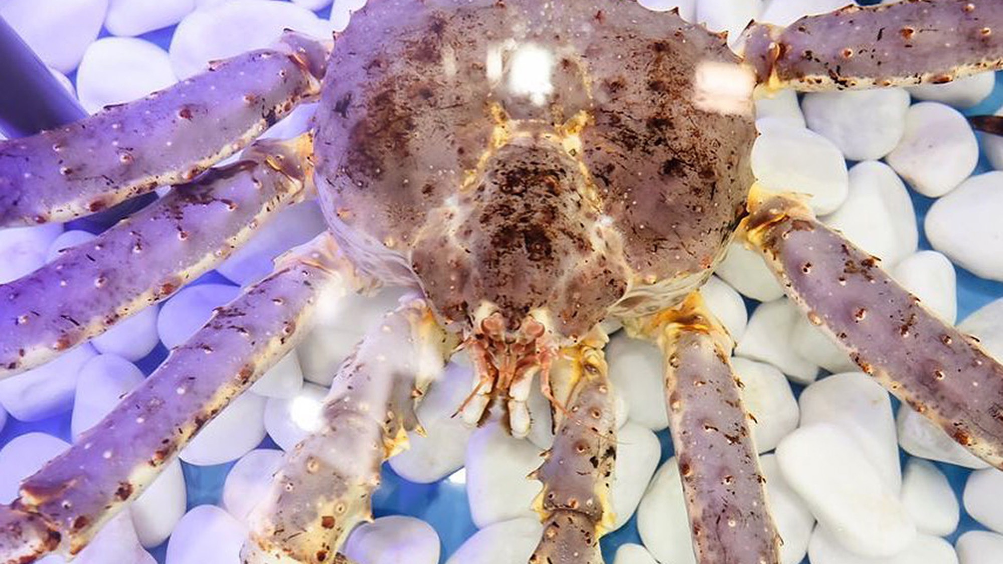 Read more about the article Giant Celeb Crab That Became Influencer Is Returned To The Sea