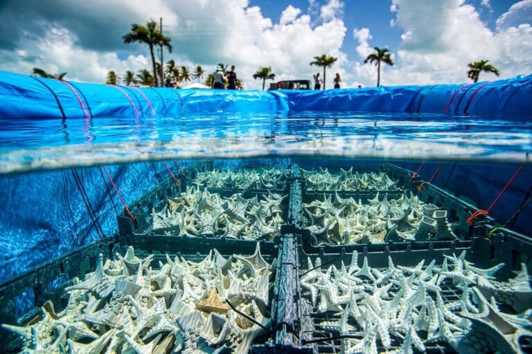 Read more about the article New Cutting Edge Coral Breeding Technology Gives The Worlds Decimated Coral Reefs A Glimmer Of Hope