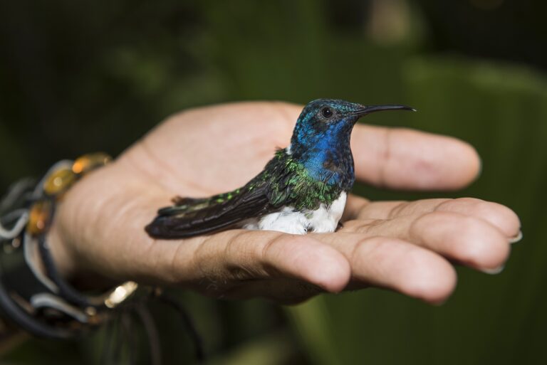 Read more about the article Female Hummingbirds Can Disguise Themselves As Males In Order To Avoid Being S3xually Harassed