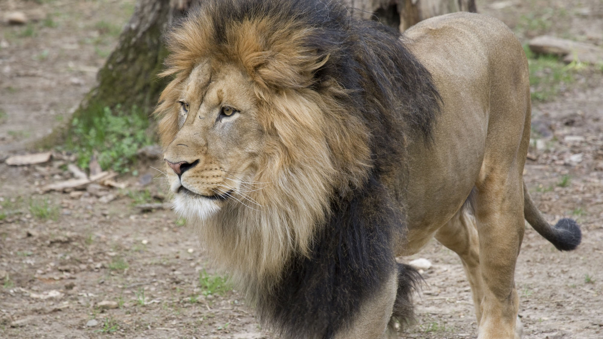 Read more about the article Lions And Tigers Test Positive For COVID 19 At Washington DC Zoo