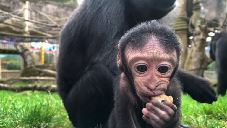 Read more about the article Critically Endangered Baby Macaque Named Kiwi By Visitors Of Sussex Zoo