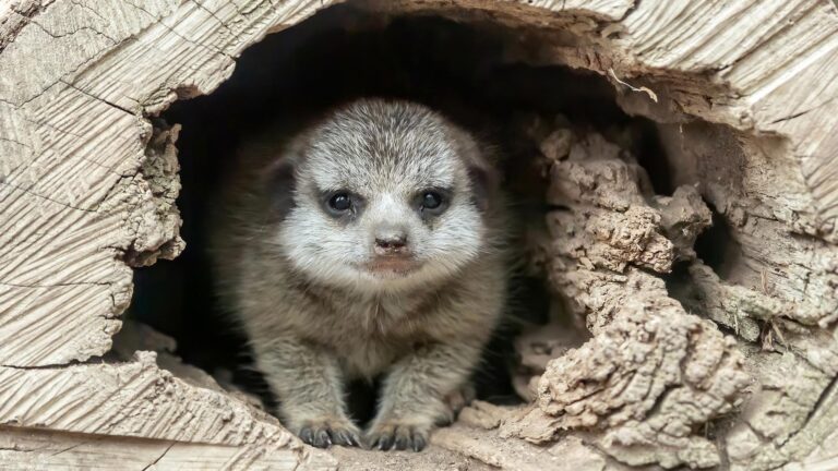 Read more about the article Meerkat Mom Gives Birth To Adorable Little Pup In Austrian Zoo