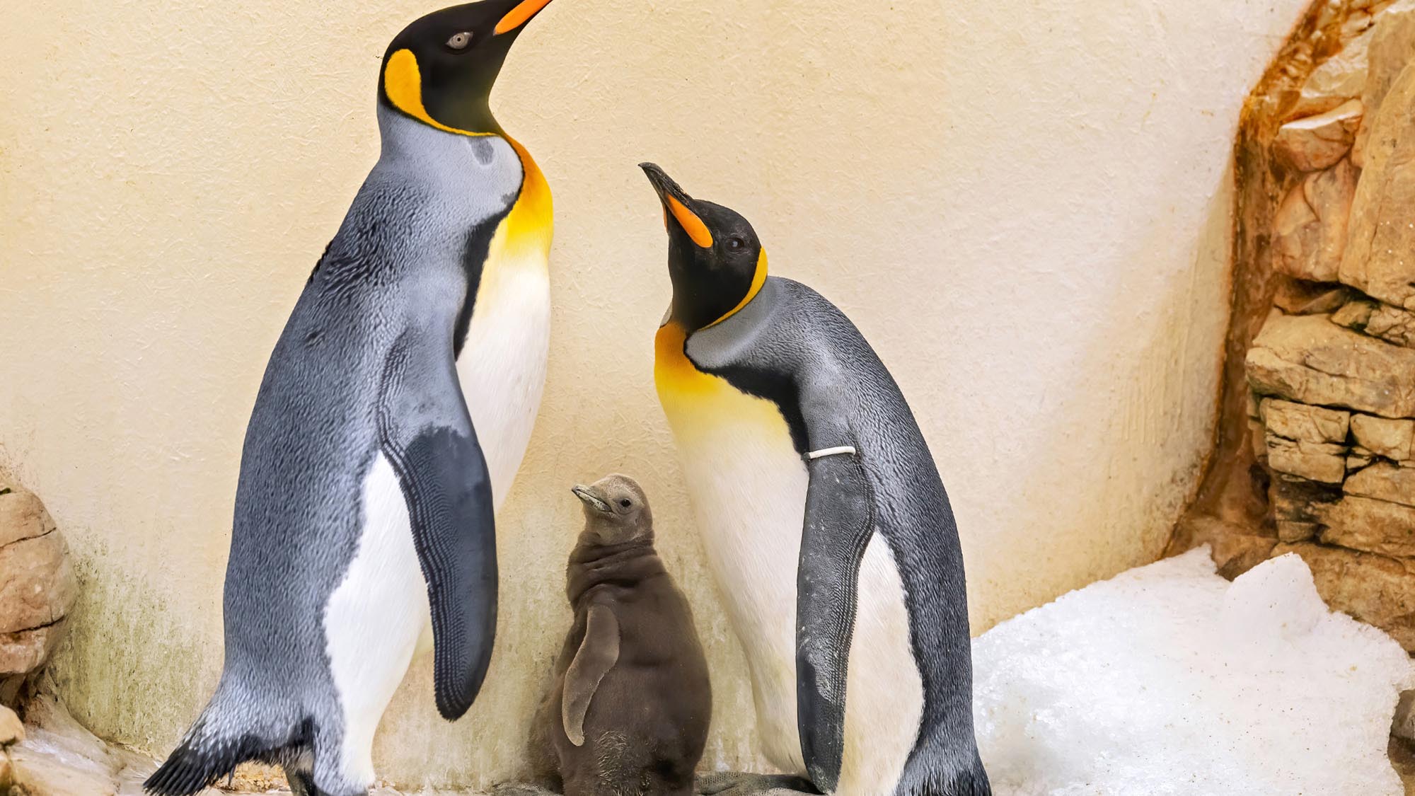 Read more about the article Adorable King Penguin Chick Which Recently Hatched At Vienna Zoo To Be Presented At Species Conservation Conference