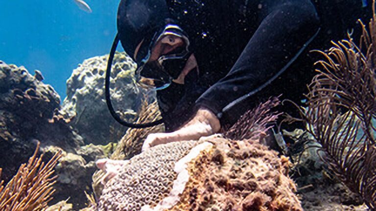 Read more about the article Mysterious Plague Has Decimated Floridas Coral Reef So Experts Built A Noahs Ark Of Coral To Save It