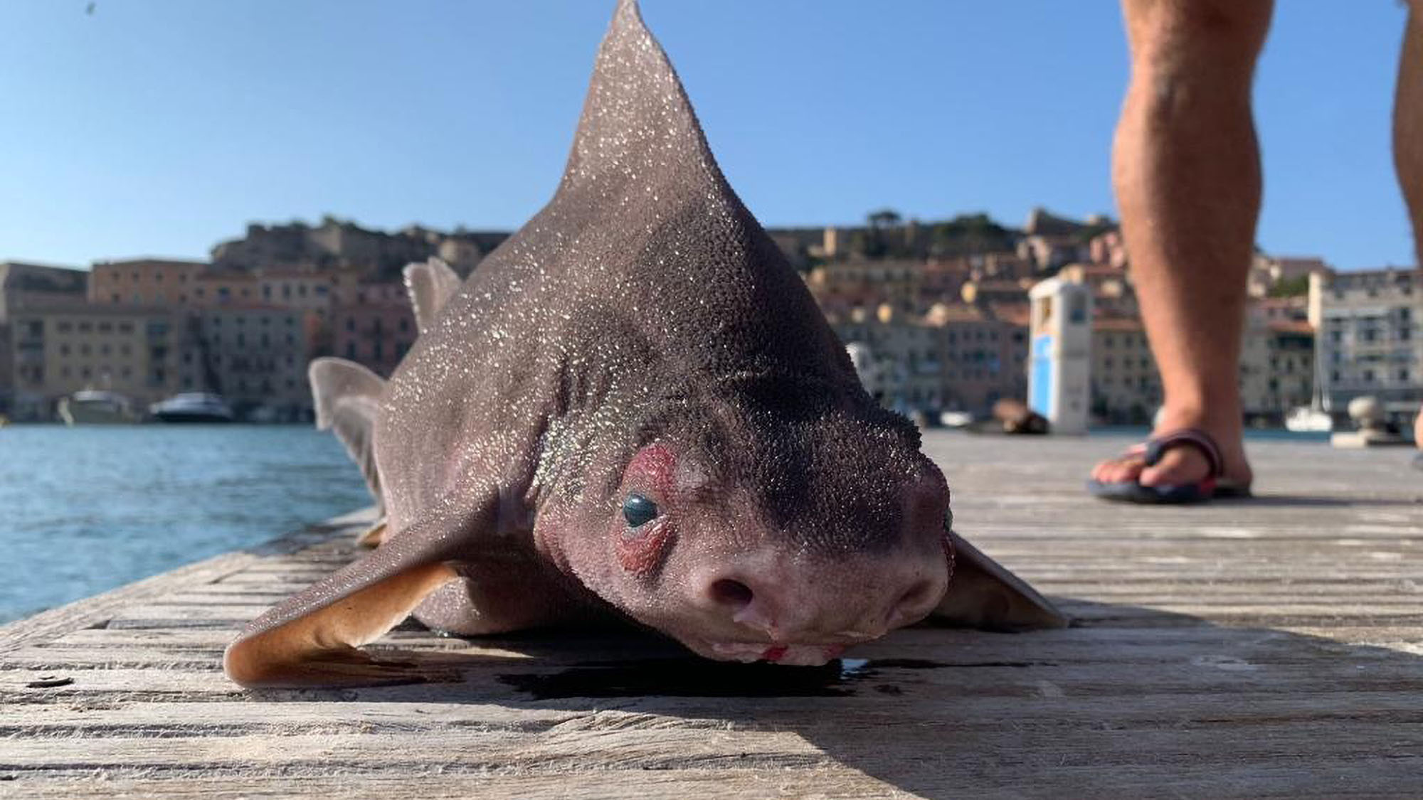 Read more about the article Bizarre Shark With Face Of A Pig That Also Grunts Is Found In Italian Port