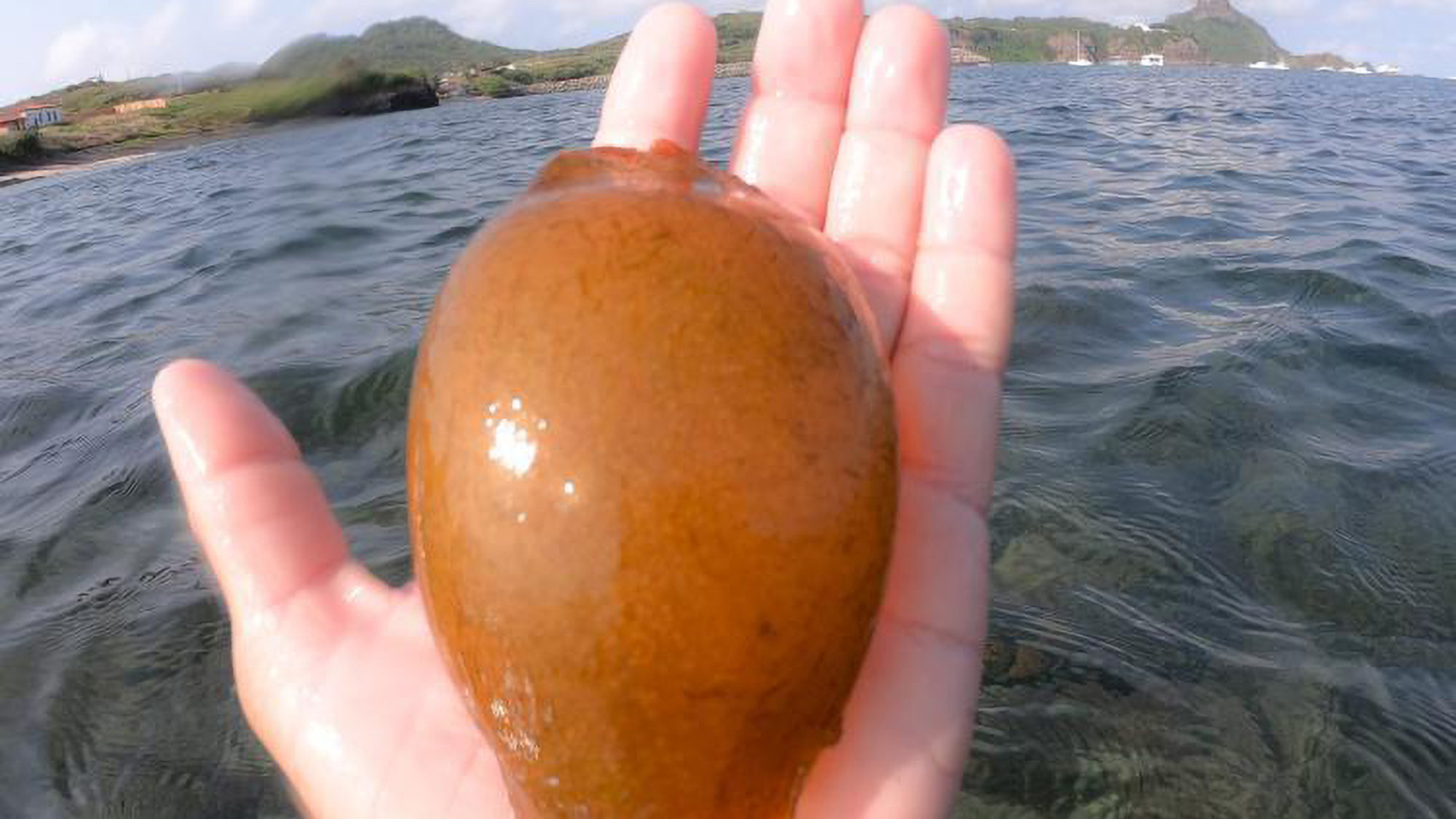 Read more about the article Fisherman Discovers Extremely Rare Shark Egg Floating In Atlantic Ocean