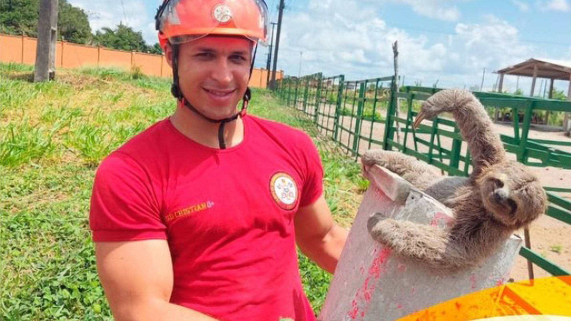 Read more about the article Brazilian Firefighters Rescue Sleepy Sloth From Phone Lines