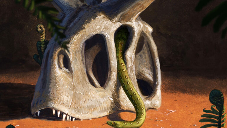 Read more about the article All Modern Snakes Evolved From Just A Few Species That Survived The Asteroid Impact 66 Million Years Ago