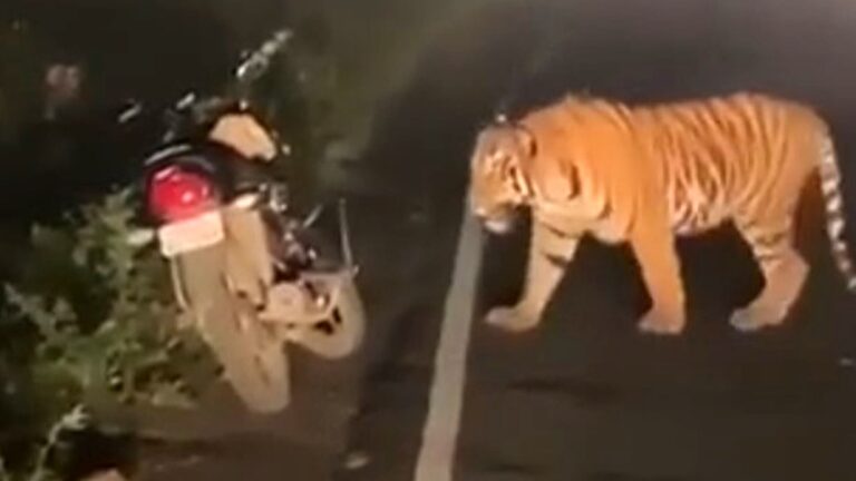 Read more about the article Billionaire Indian Automobile Tycoon Shares Footage Of Tigers Holding Up The Traffic