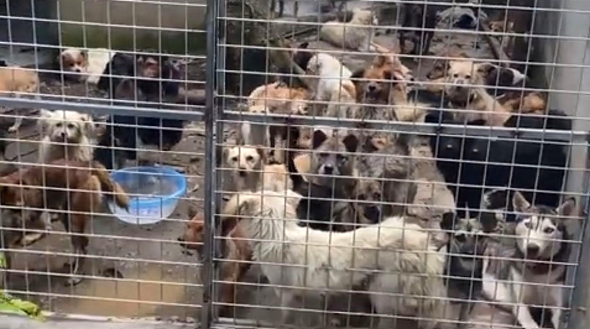 Read more about the article Chinese Cops Seize 192 Dogs In Filthy Conditions At Slaughterhouse