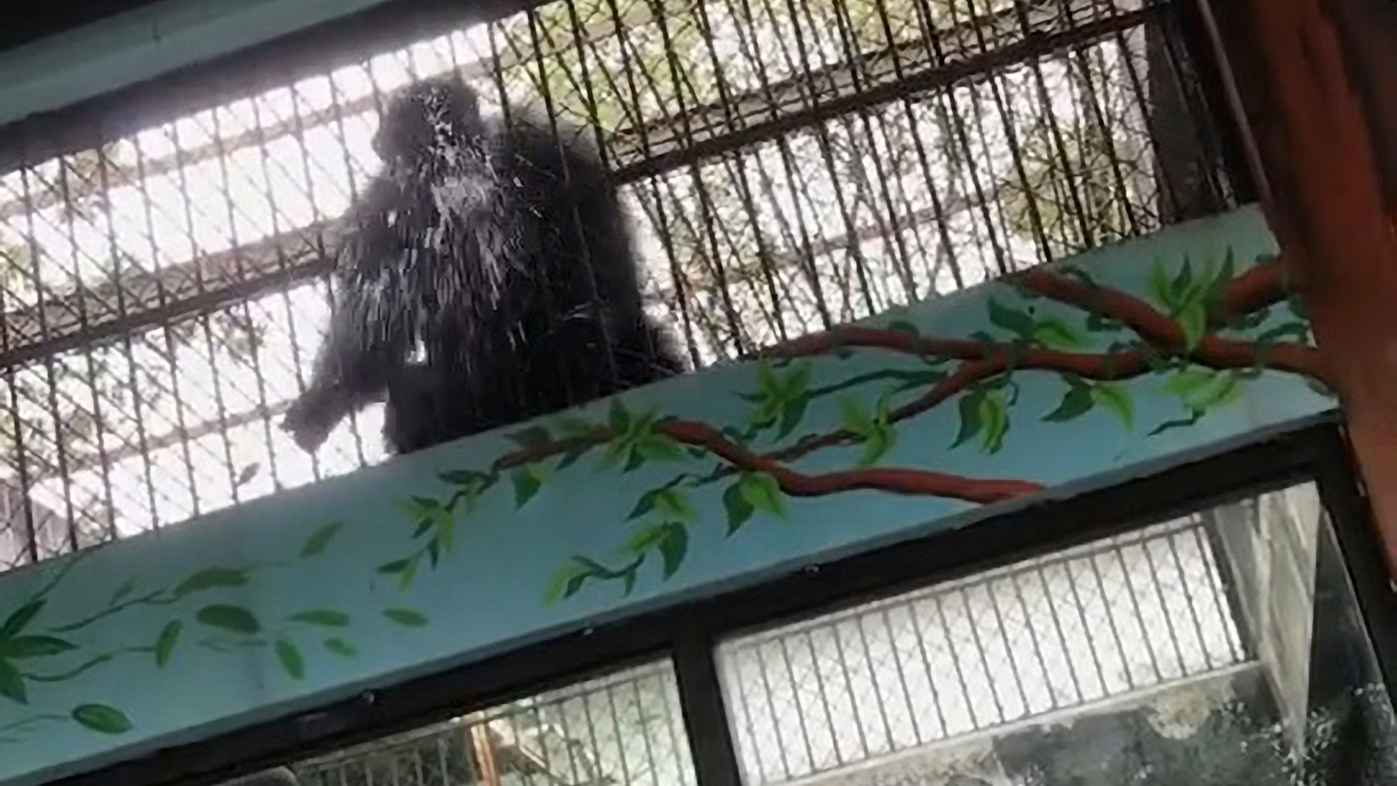 Read more about the article Grumpy Gorilla Spits At Zoo Goers