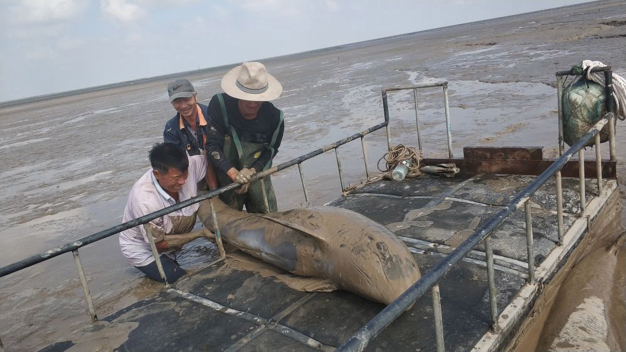 Read more about the article Rescuers Save 12 Stranded Dolphins In 3 Hour Beach Operation