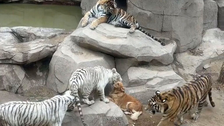 Read more about the article Brave Dog Lives With Five Massive Tigers Who Think She Is Their Mum