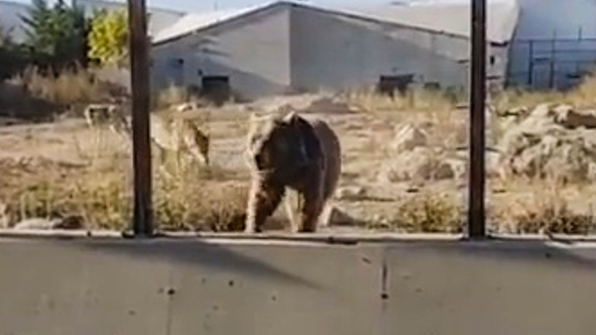 Read more about the article Zoo Accused Of Setting Wolves On Bear And Placing Bets On Fight Winner