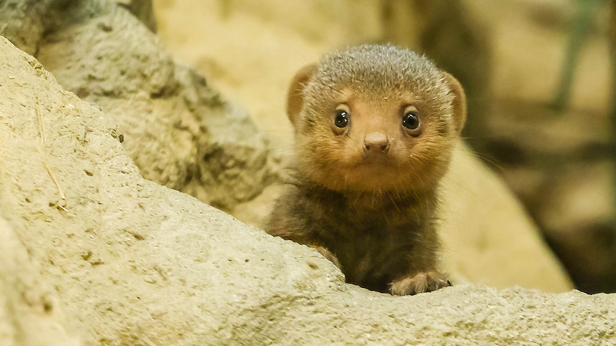 Read more about the article Three Adorable Dwarf Mongooses Venture Out Of Their Den For The First Time At Austrian Zoo