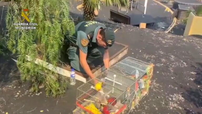 Read more about the article Cops Save 150 Tropical Birds In House Evacuated During La Palma Volcano Eruption