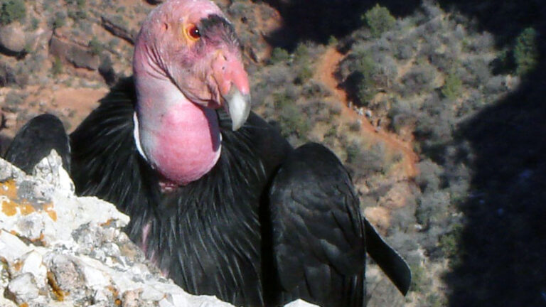 Read more about the article Grand Canyon Park Celebrates Condor Numbers Swelling From 22 To 500
