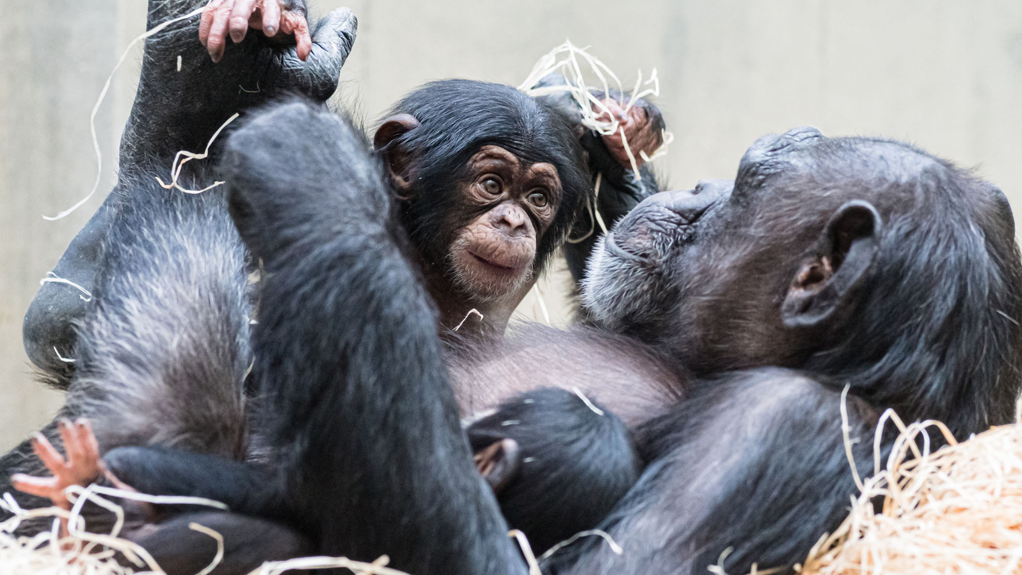 Read more about the article Female Chimp Adopts Sisters Infant After She Suffers From Mysterious Illness
