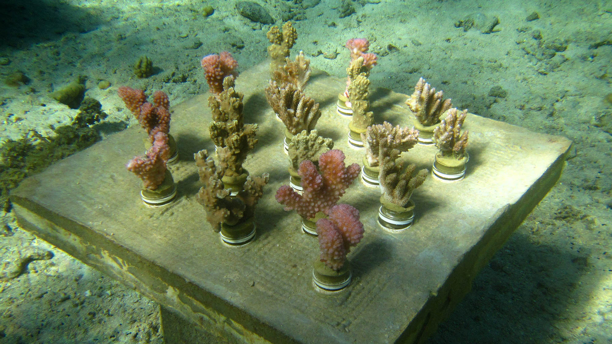 Read more about the article Stunning Underwater Gardens Boost Coral Diversity To Stave Off Reef Destruction