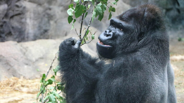 Read more about the article US Zoo Vaccinating Gorillas and Orangutans Against COVID With Special Animal Vaccine
