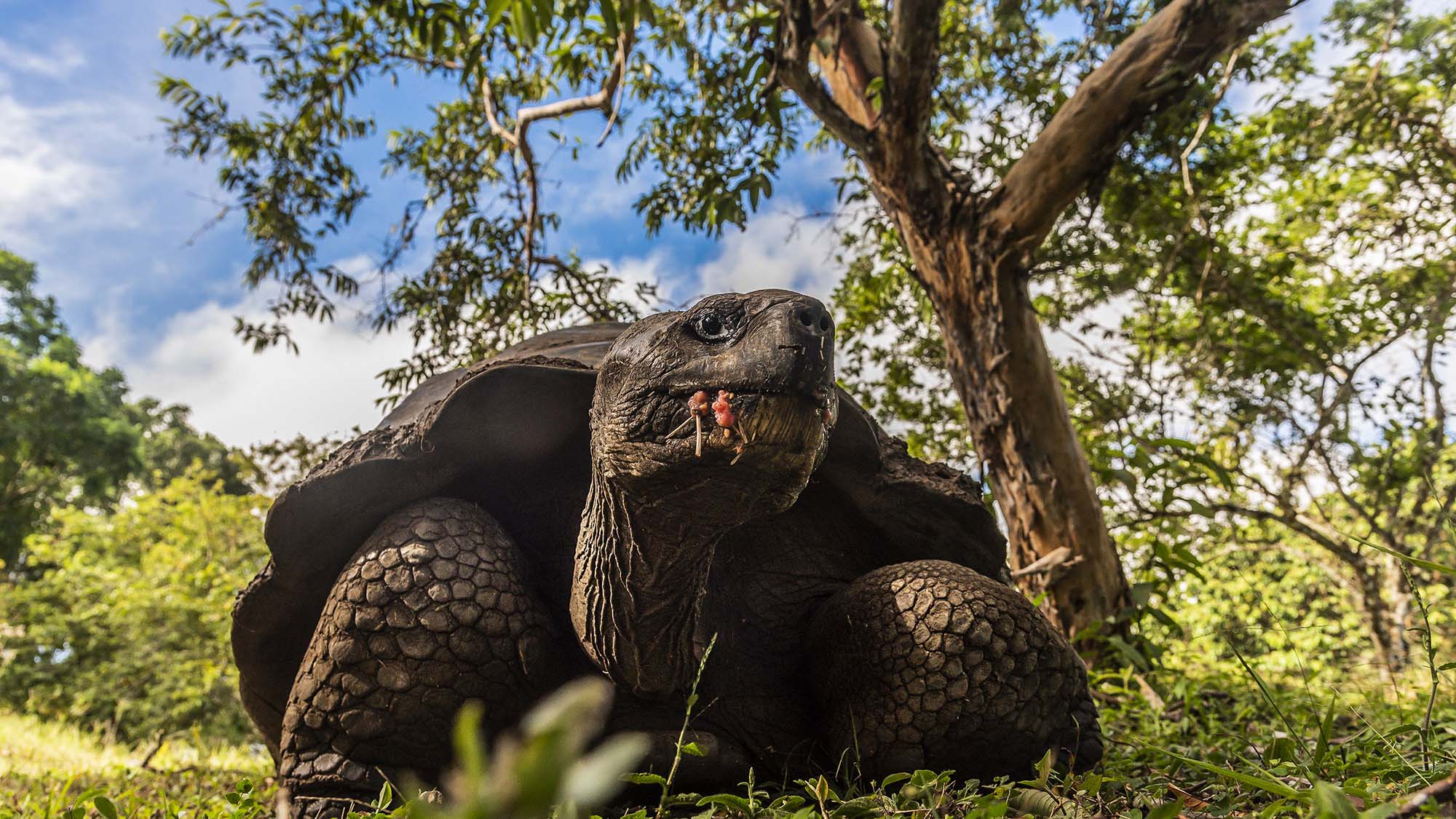 Read more about the article Over A Dozen Giant Tortoises Massacred On Galapagos Island