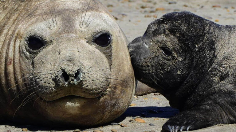 Read more about the article Incredible Moment Elephant Seal Gives Birth To Cute Pup On Argentine Beach