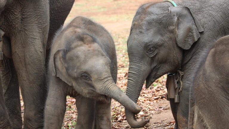Read more about the article Female Elephant Calves Live Longer And Mature Earlier If Raised With Older Sisters