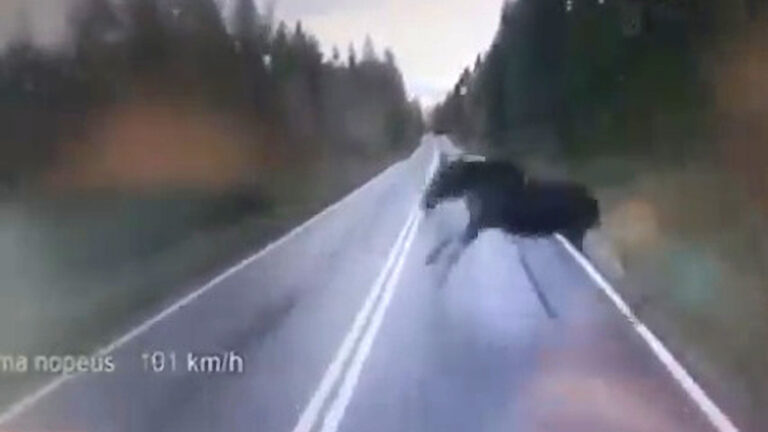 Read more about the article Moment Large Elk Jumps Out Into Road In Front Of Finnish Cops Missing Them By Inches