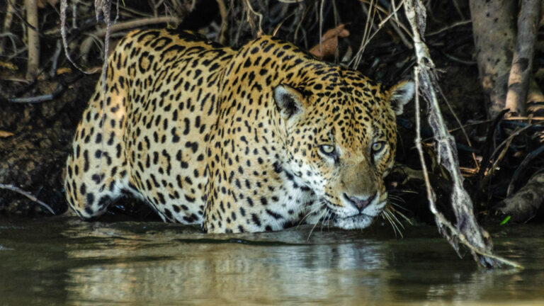 Read more about the article Isolated Jaguar Population In Brazilian Wetlands Defies Deer Eating Loner Stereotype By Eating Fish And Living Together