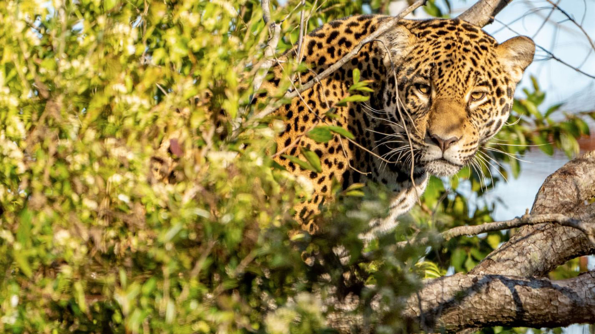 Read more about the article Hope For Once Extinct Jaguar After Female Released Into Wild After Conservation Efforts