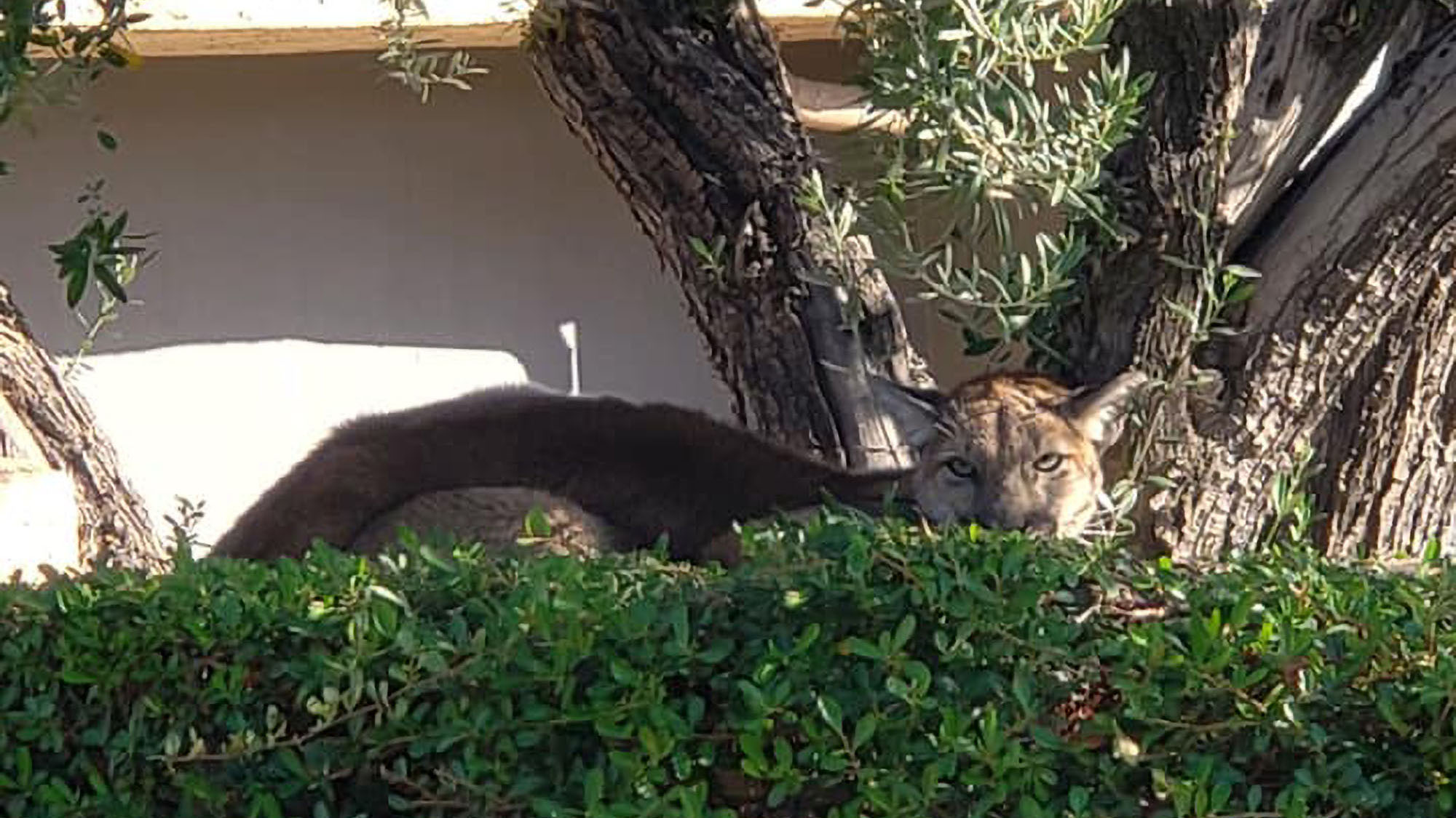 Read more about the article Starving Young Mountain Lion Found Up Tree After Roaming California Complex For Days