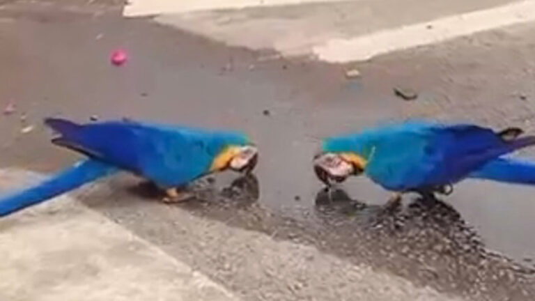 Read more about the article Macaws Appear Untroubled As They Drink Water From Puddle Just Feet Away From Passing Cars