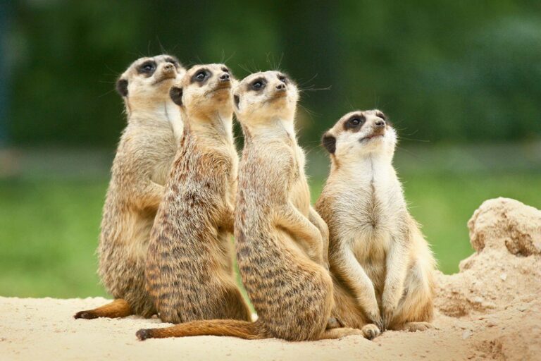 Read more about the article Heartbreak As All of Zoos Meerkats Die When Collapsed Burrow Buries Them Alive