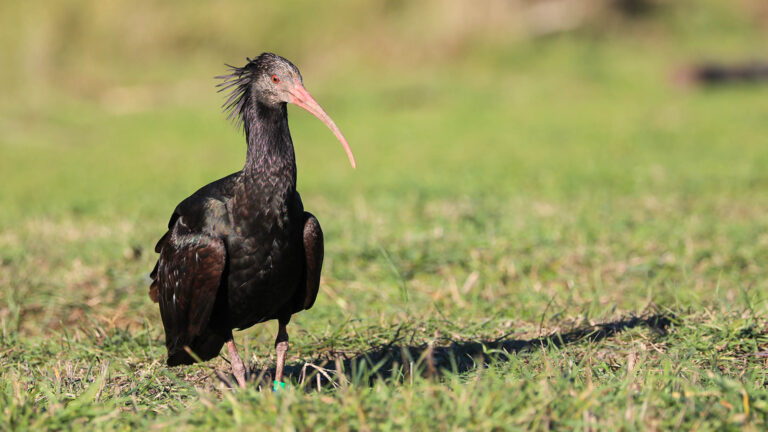 Read more about the article Endangered Northern Bald Ibis Dies In Agony After Being Shot By Hunters In Tuscany