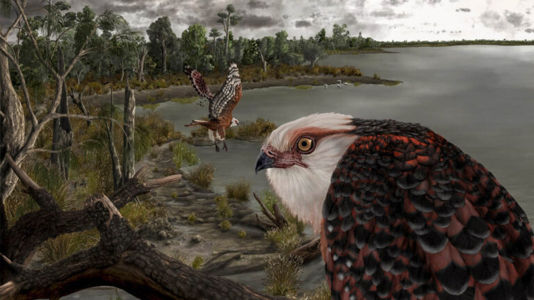 Read more about the article Eagle Like Raptor That Hunted Ancient Koala Bear Sized Prey 25 Million Years Ago Unearthed In Australia